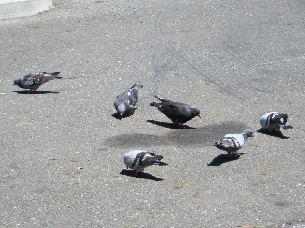 Pigeon