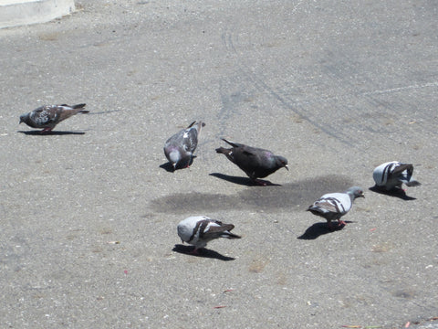 Pigeon